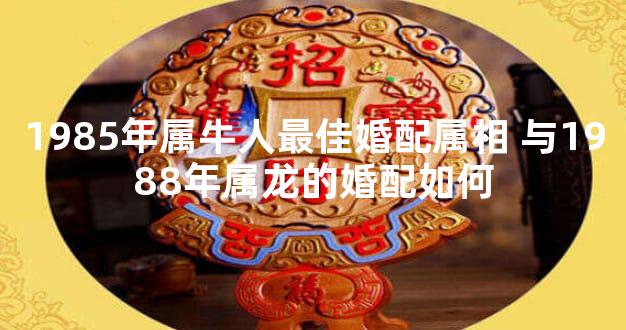 1985年属牛人最佳婚配属相 与1988年属龙的婚配如何
